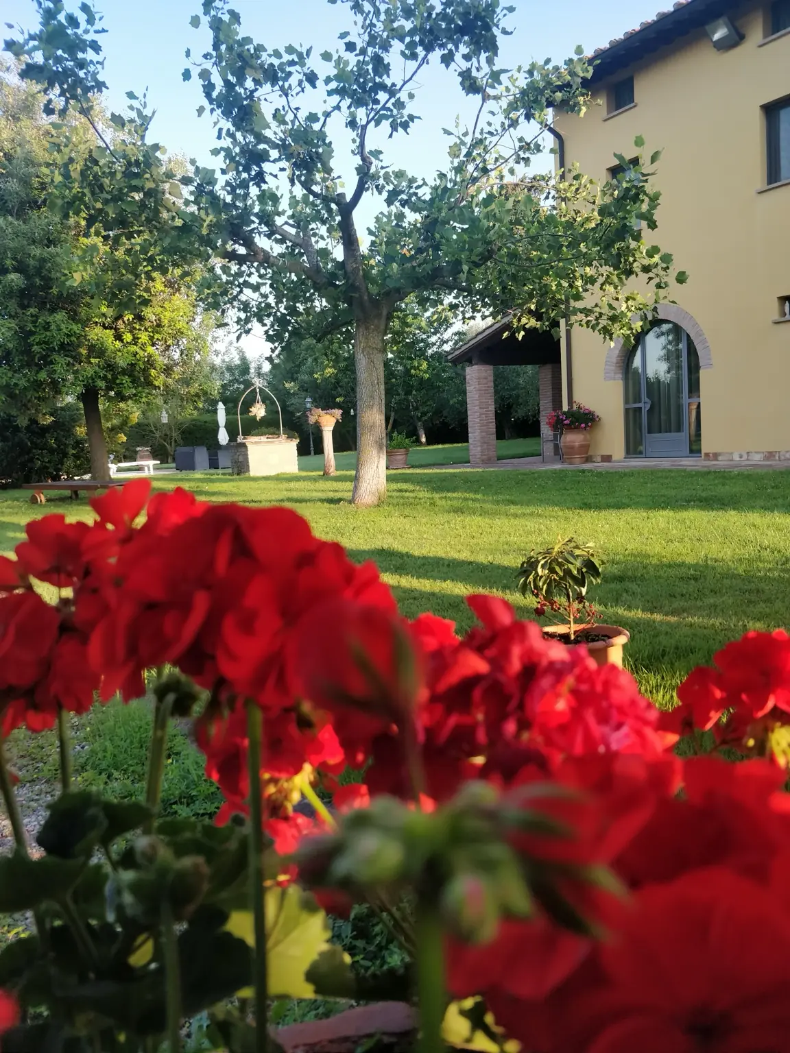 I gerani e il verde del giardino